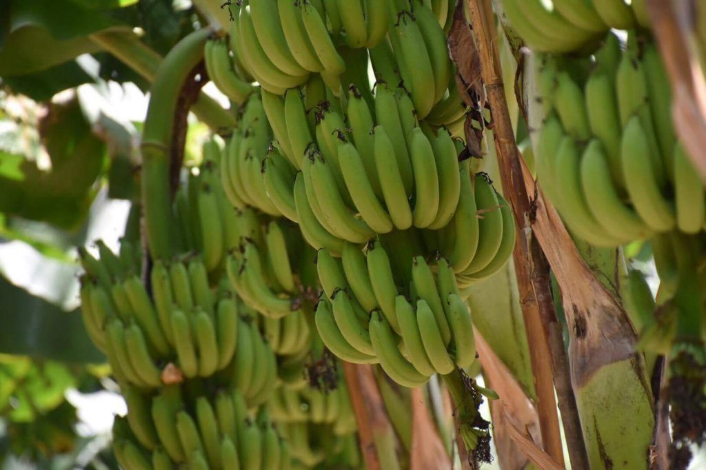 สวนกล้วยหอมทองในอำเภอท่ายาง