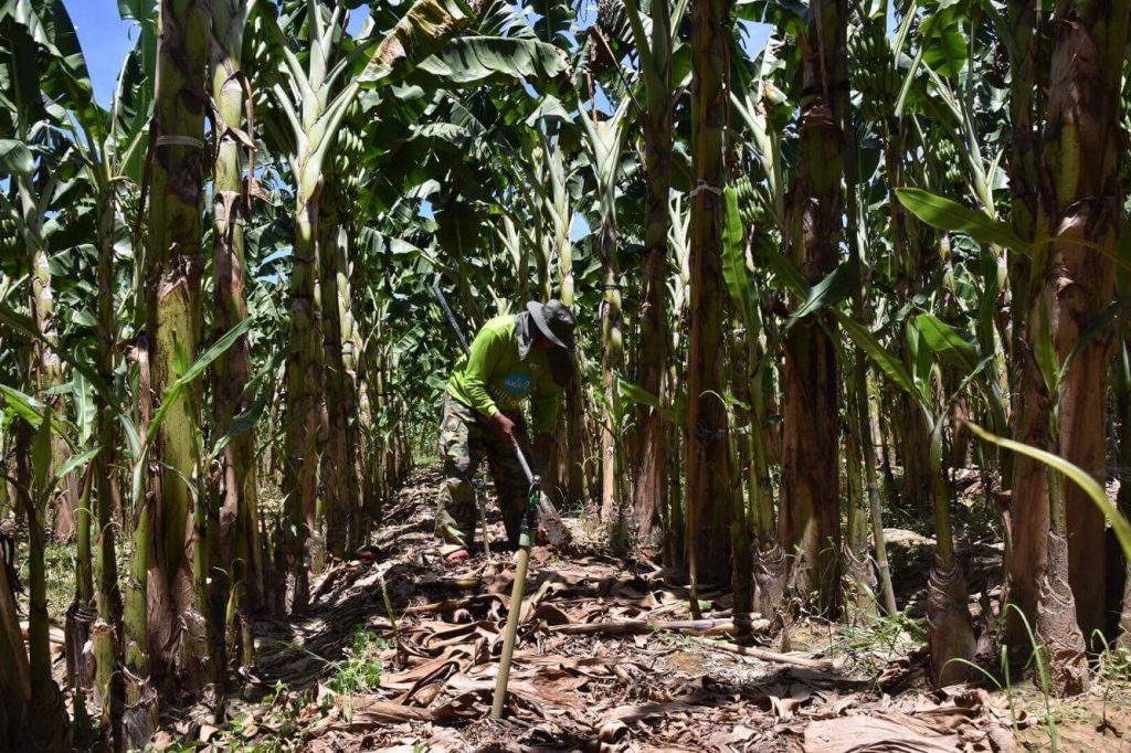 สวนกล้วยหอมทองในอำเภอท่ายาง