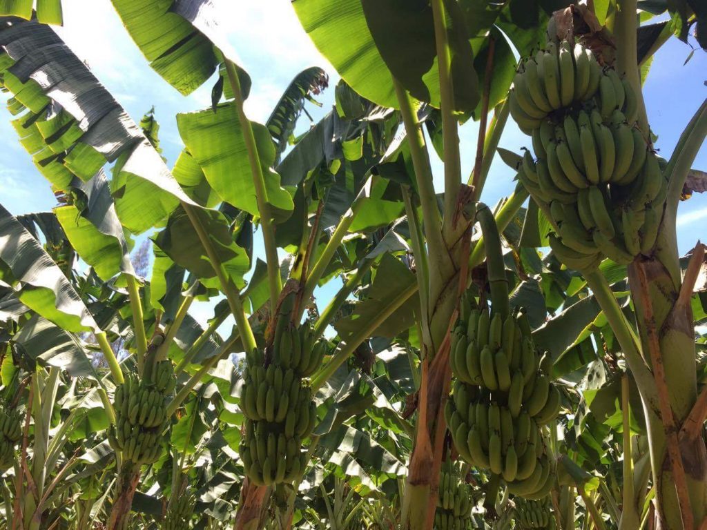 สวนกล้วยหอมทองในอำเภอท่ายาง