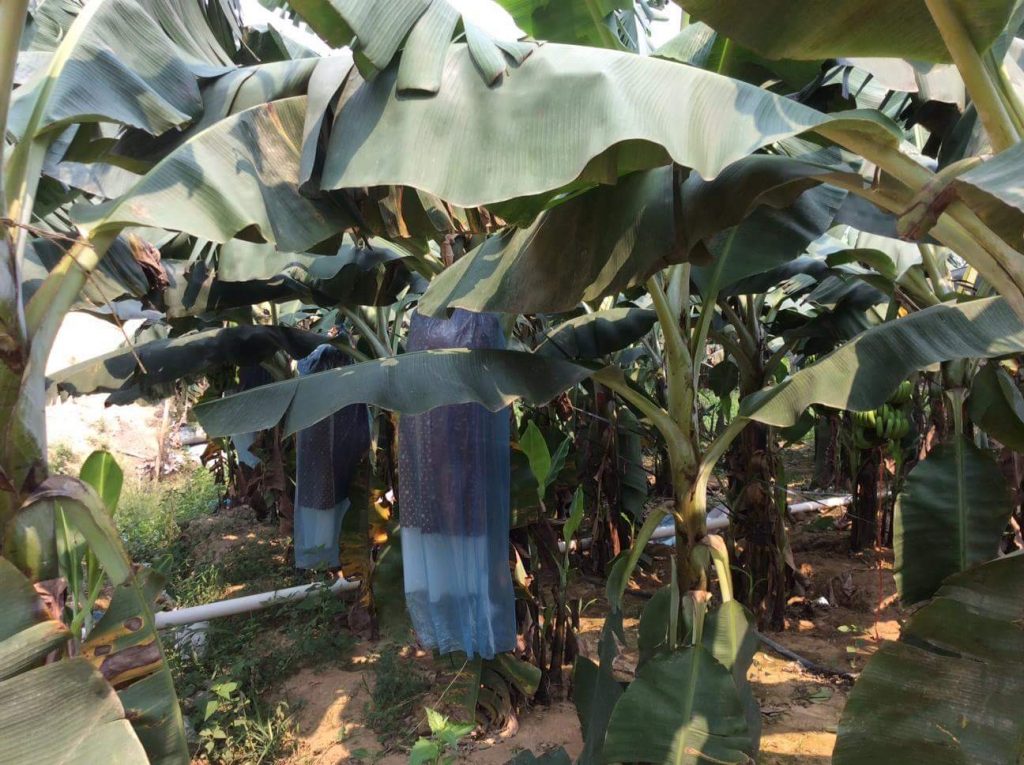 สวนกล้วยหอมจีนในฝั่งลาว