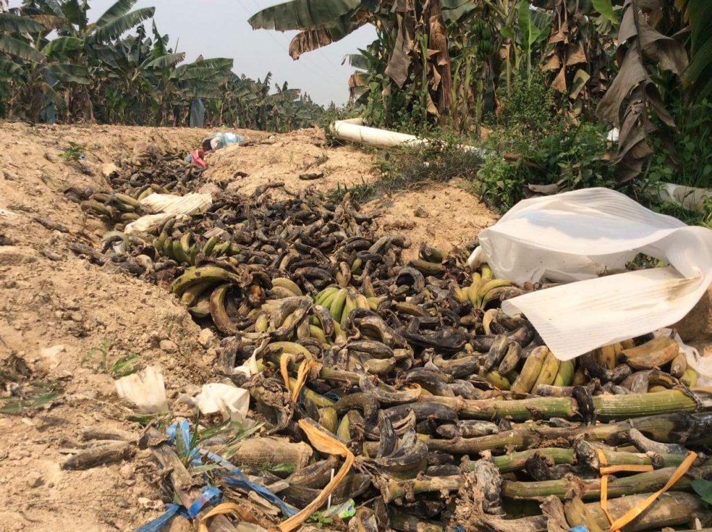 สวนกล้วยหอมจีนในฝั่งลาว